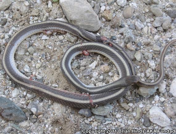 Coast Patch-nosed Snake (Salvadora hexalepis virgultea)