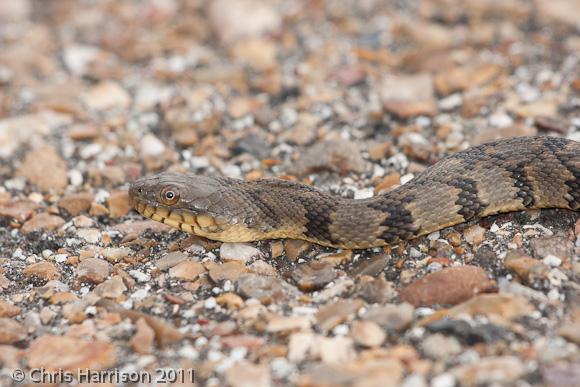 Diamond-backed Watersnake (Nerodia rhombifer rhombifer)