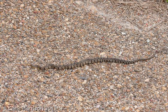 Diamond-backed Watersnake (Nerodia rhombifer rhombifer)