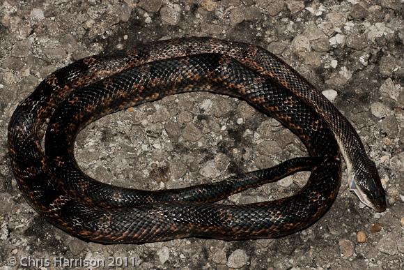 Texas Ratsnake (Pantherophis obsoletus lindheimeri)