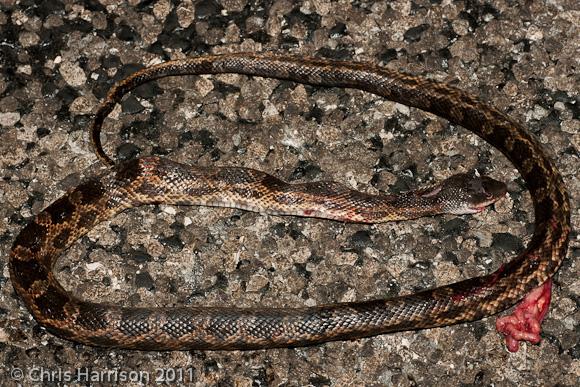 Texas Ratsnake (Pantherophis obsoletus lindheimeri)