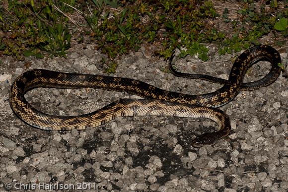 Texas Ratsnake (Pantherophis obsoletus lindheimeri)