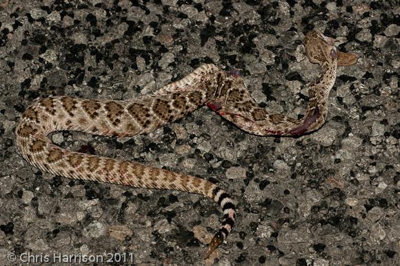 Western Diamond-backed Rattlesnake (Crotalus atrox)