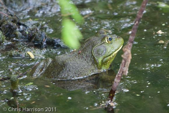 American Bullfrog (Lithobates catesbeianus)