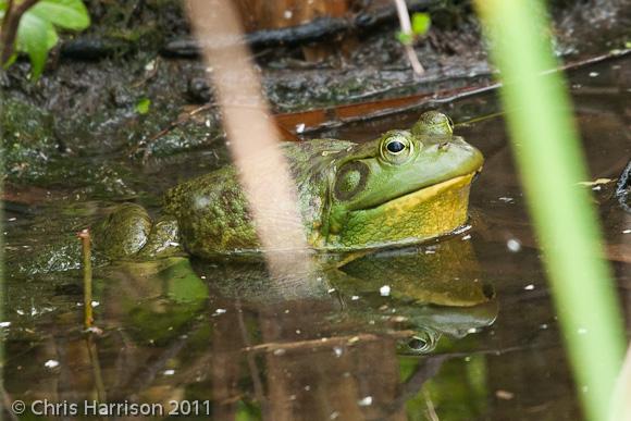 American Bullfrog (Lithobates catesbeianus)