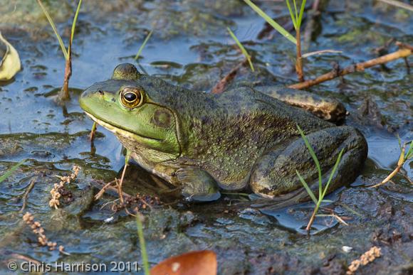 American Bullfrog (Lithobates catesbeianus)