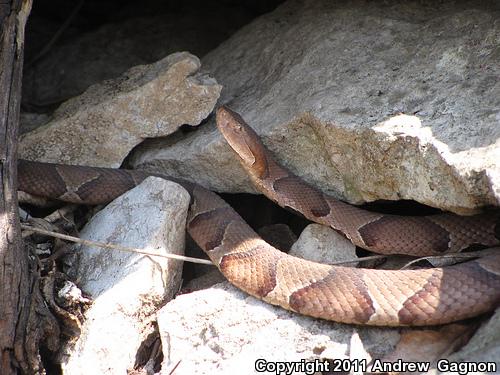 Osage Copperhead (Agkistrodon contortrix phaeogaster)