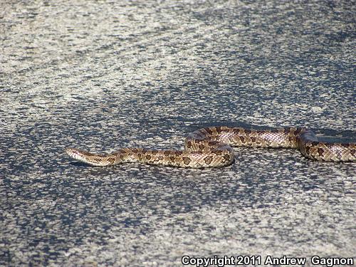 Prairie Kingsnake (Lampropeltis calligaster calligaster)