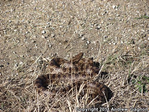 Prairie Kingsnake (Lampropeltis calligaster calligaster)