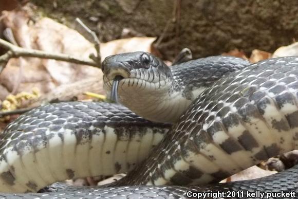 Eastern Ratsnake (Pantherophis alleghaniensis)