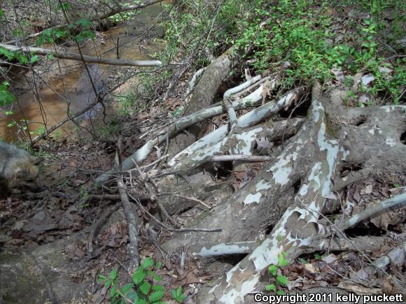 Eastern Ratsnake (Pantherophis alleghaniensis)