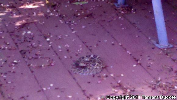 Eastern Diamond-backed Rattlesnake (Crotalus adamanteus)