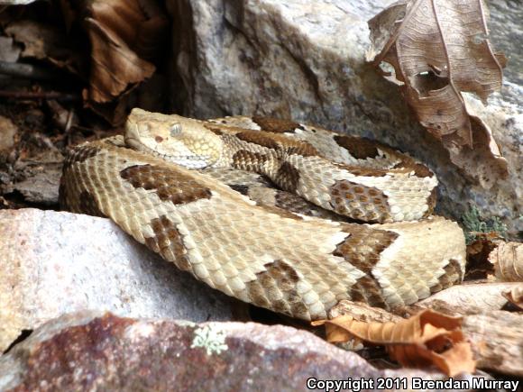 Timber Rattlesnake (Crotalus horridus)