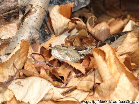 Timber Rattlesnake (Crotalus horridus)