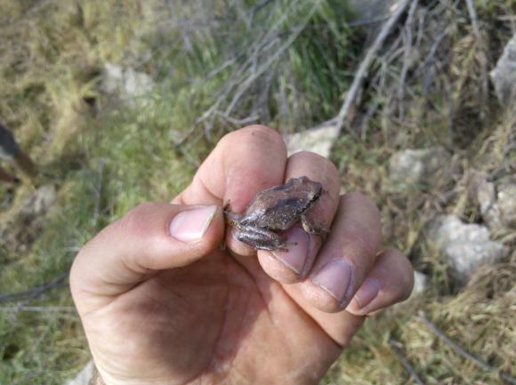 Baja California Treefrog (Pseudacris hypochondriaca)