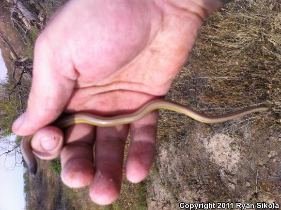 California Legless Lizard (Anniella pulchra)