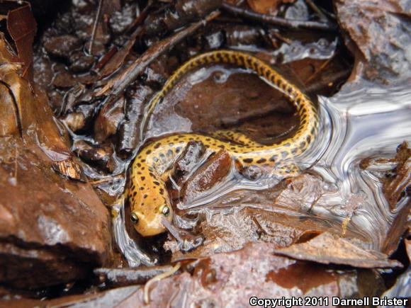 Long-tailed Salamander (Eurycea longicauda longicauda)