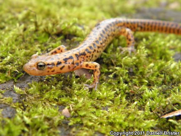 Long-tailed Salamander (Eurycea longicauda longicauda)