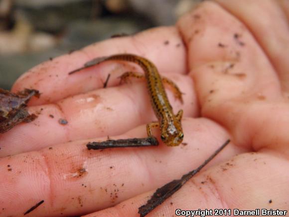 Long-tailed Salamander (Eurycea longicauda longicauda)