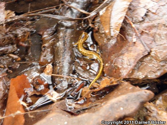 Long-tailed Salamander (Eurycea longicauda longicauda)