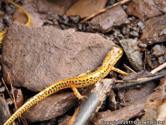 Long-tailed Salamander (Eurycea longicauda longicauda)