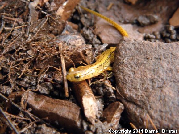 Long-tailed Salamander (Eurycea longicauda longicauda)