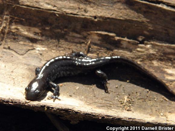 Blue-spotted Salamander (Ambystoma laterale)