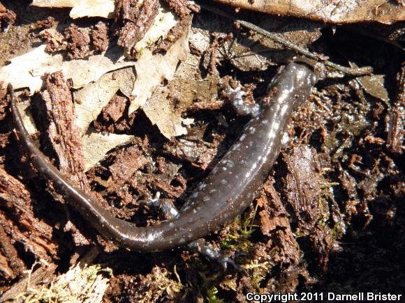 Blue-spotted Salamander (Ambystoma laterale)