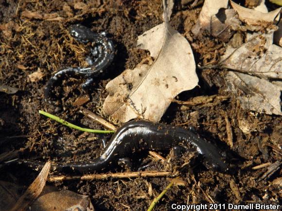 Blue-spotted Salamander (Ambystoma laterale)