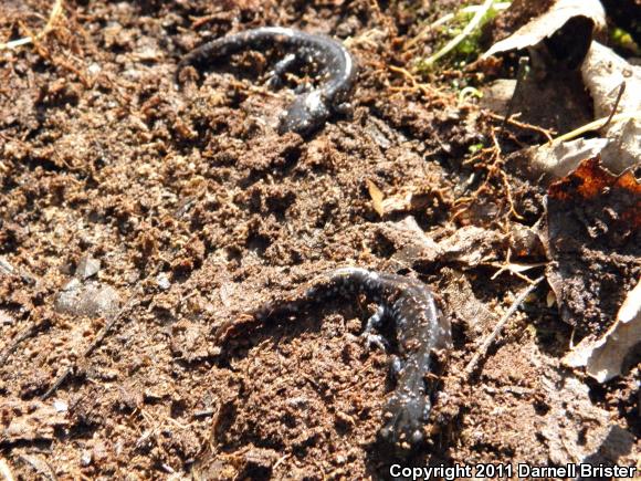 Blue-spotted Salamander (Ambystoma laterale)