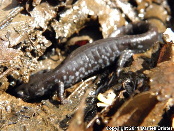 Blue-spotted Salamander (Ambystoma laterale)