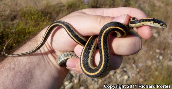 Mountain Gartersnake (Thamnophis elegans elegans)