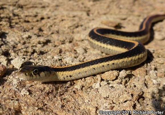 Mountain Gartersnake (Thamnophis elegans elegans)