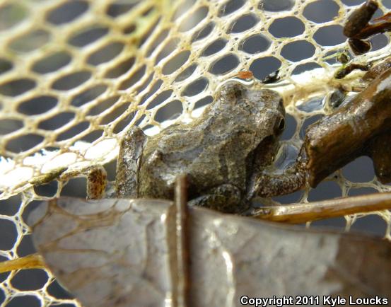 Spring Peeper (Pseudacris crucifer)