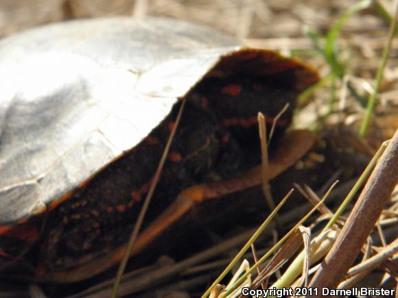 Eastern Painted Turtle (Chrysemys picta picta)