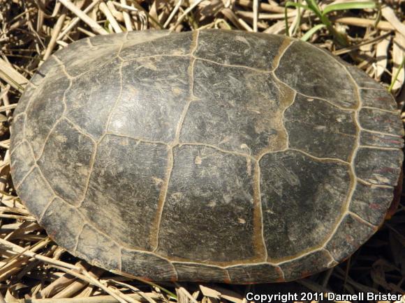 Eastern Painted Turtle (Chrysemys picta picta)