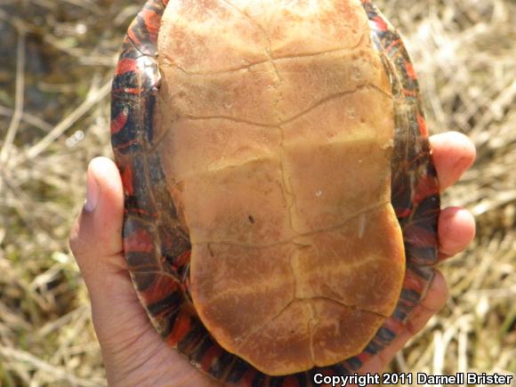 Eastern Painted Turtle (Chrysemys picta picta)