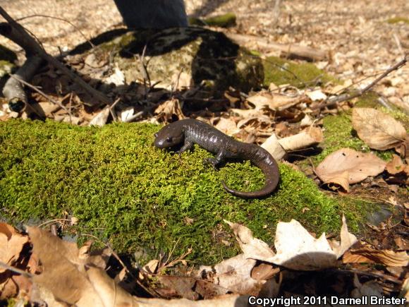 Jefferson Salamander (Ambystoma jeffersonianum)