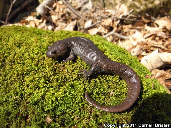 Jefferson Salamander (Ambystoma jeffersonianum)