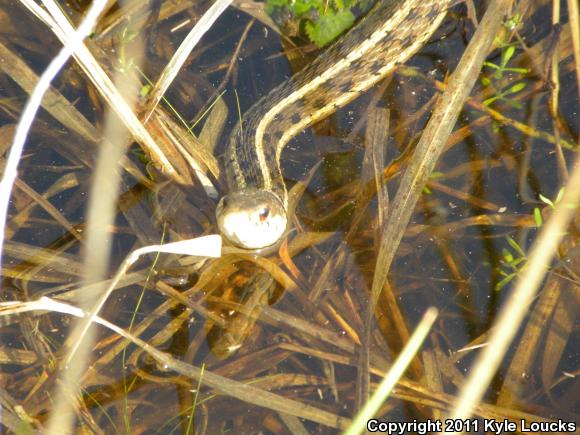 Eastern Gartersnake (Thamnophis sirtalis sirtalis)