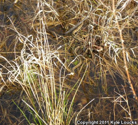 Eastern Gartersnake (Thamnophis sirtalis sirtalis)