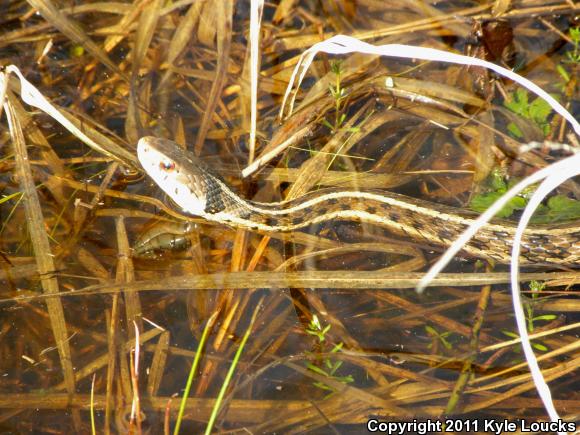 Eastern Gartersnake (Thamnophis sirtalis sirtalis)