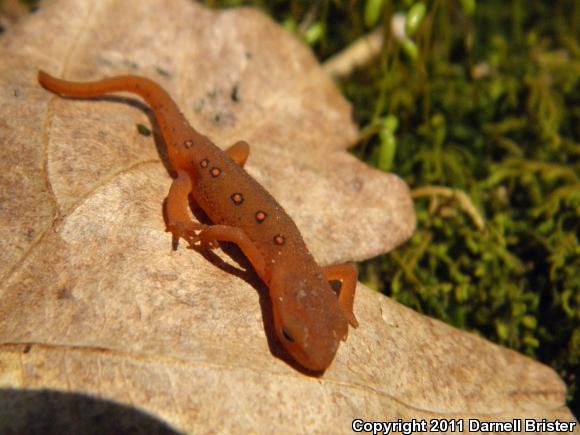 Red-Spotted Newt (Notophthalmus viridescens viridescens)