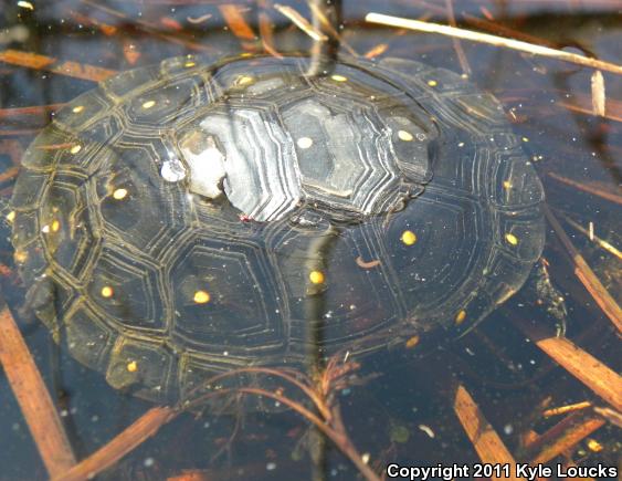 Spotted Turtle (Clemmys guttata)