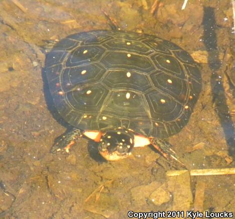 Spotted Turtle (Clemmys guttata)