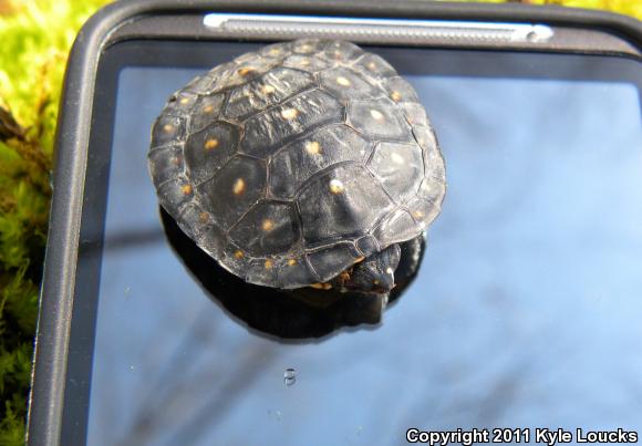 Spotted Turtle (Clemmys guttata)