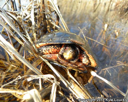 Spotted Turtle (Clemmys guttata)