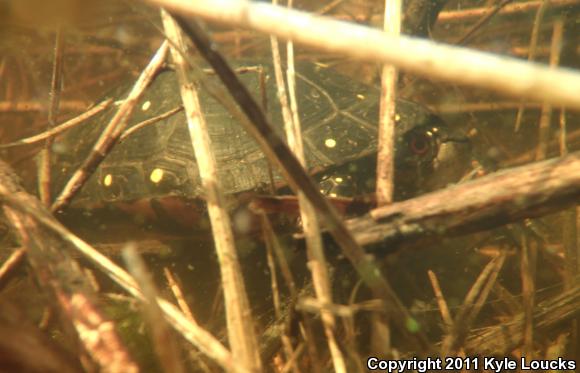 Spotted Turtle (Clemmys guttata)