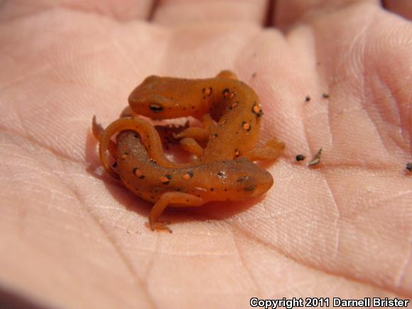 Red-Spotted Newt (Notophthalmus viridescens viridescens)