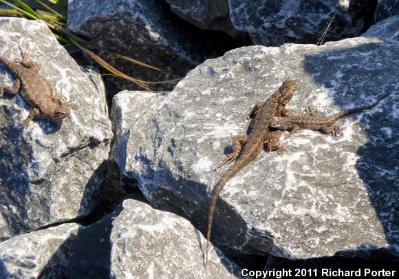 NorthWestern Fence Lizard (Sceloporus occidentalis occidentalis)